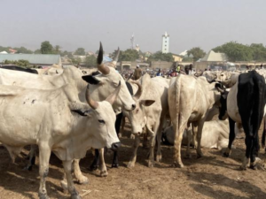 FG Unveils Reform Plan for $3.2bn Livestock Exports