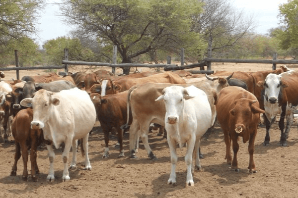 $3bn livestock push targets Nigeria’s pastoral transformation